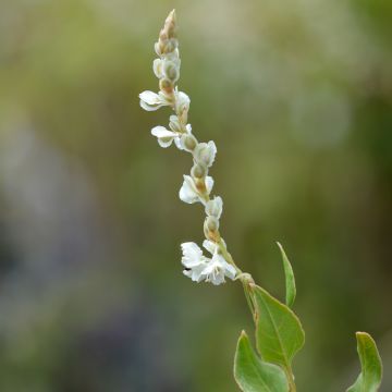 Fallopia aubertii