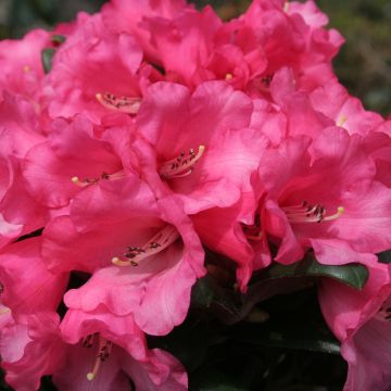 Rhododendron Debbie Dane - Yakushimanum rhododendron