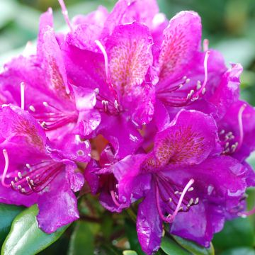 Rhododendron Marcel Ménard 