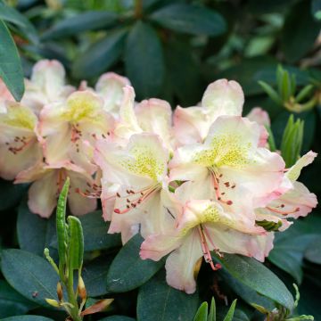 Rhododendron Belkanto Inkarho - Hybrid Rhododendron