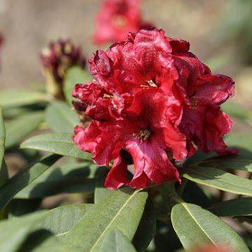 Rhododendron Easydendron Rabatz Inkarho