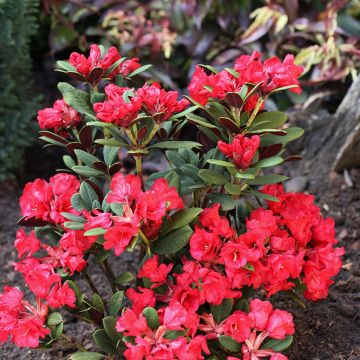 Rhododendron Burletta