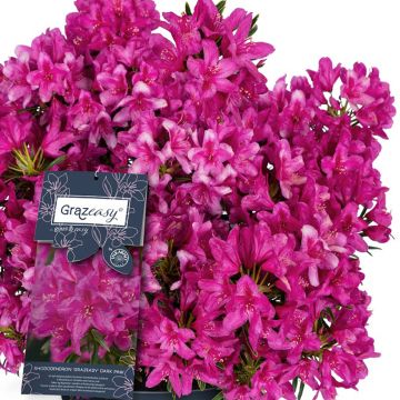 Rhododendron Grazeasy Dark Pink 