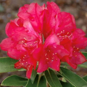 Rhododendron yakushimanum Bohlken's Roter Stern Inkarho