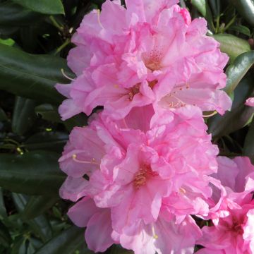 Rhododendron yakushimanum 'Kalinka'