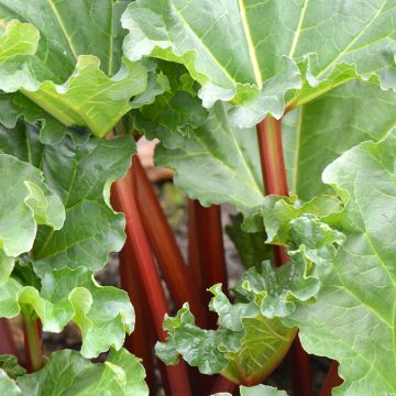 Canada Red Rhubarb