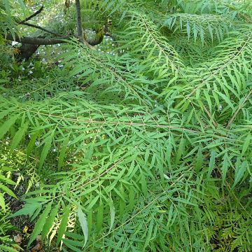 Rhus typhina Dissecta