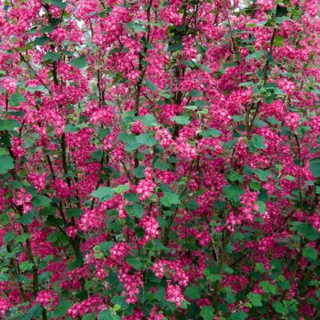 Ribes sanguineum Pulborough Scarlet - Flowering Currant