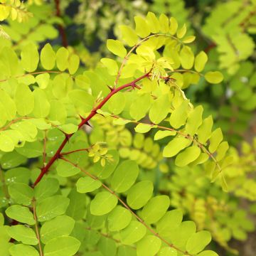 Robinia pseudoacacia Altdorf - Black locust