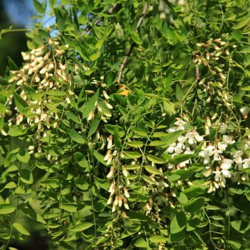 Robinia pseudoacacia Semperflorens - Black locust