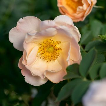 Rosa Above and Beyond  - Climbing Rose