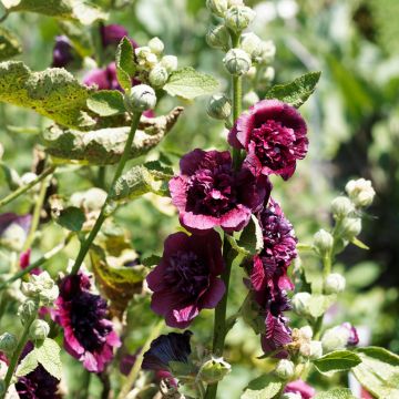 Alcea rosea Chaters Double Violet - Hollyhock