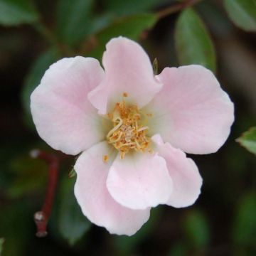 Rosa Nozomi - miniature groundcover or short climbing rose