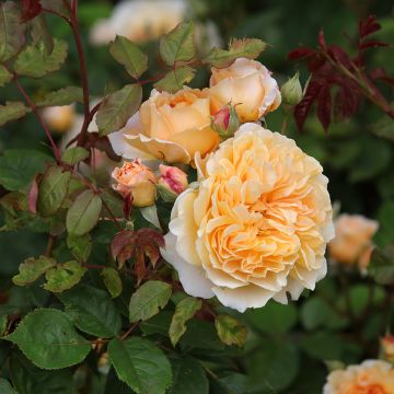 Rosier anglais Crown Princess Margareta® - Auswinter