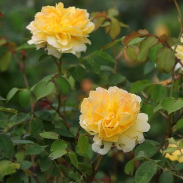 Rosa Molineux Ausmol