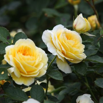 Rosa The Pilgrim - English Climbing Rose