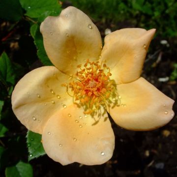 Rosa Mrs Oakley Fisher - Hybrid Tea