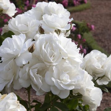 Rosa x floribunda PATIO ROSE Baby Iceberg - Floribunda Rose