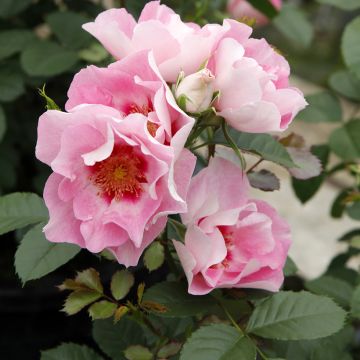 Rosa See You in Rose - Persian rose, Hulthemia rose, Desert rose