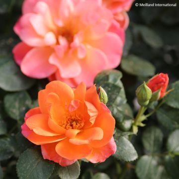 Rosa Sugar Candy Rose - Floribunda Rose