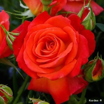 Rosa Vulcano - Hybrid tea rose