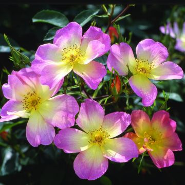 Rosa x alba The Alexandra rose - English Shrub Rose