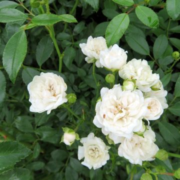 Rosa Sea Foam - Groundcover Rose