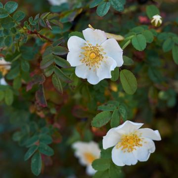 Rosa pimpinellifolia