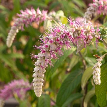 Rostrinucula dependens  - Tree Mint