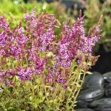 Lythrum salicaria Blush - Salicaire commune