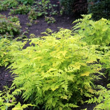 Rubus cockburnianus 'Wyego' GOLDEN VALE