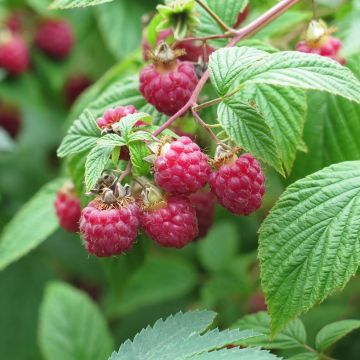 Raspberry Rustica- Rubus idaeus