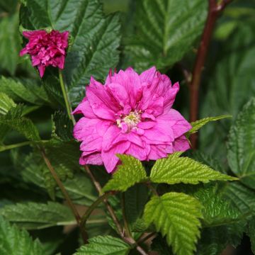 Rubus spectabilis Olympic Double