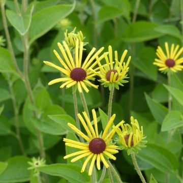 Rudbeckia subtomentosa Henry Eilers - Rudbeckie