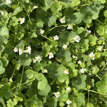 Cymbalaria muralis Alba - Ivy-leaved toadflax