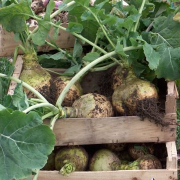 Wilhemsburger Rapeseed (with green neck) - Vilmorin seeds - Brassica napus