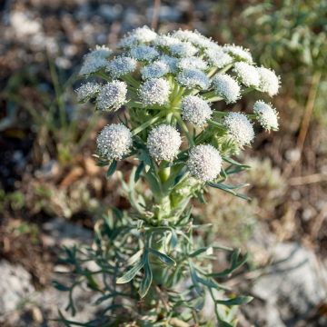 Seseli gummiferum 