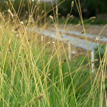 Sesleria sadleriana 