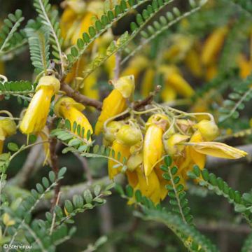 Sophora microphylla SUN KING (R) Hilsop