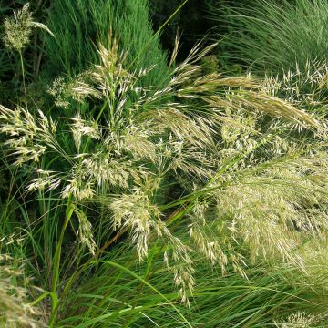 Stipa splendens 