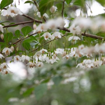 Styrax japonica Snowfall - Japanese Snowbell