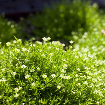 Sagina subulata Green Moss