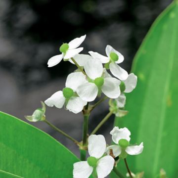 Sagittaire à fleurs doubles - Sagittaria sagittifolia Flore Pleno