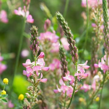 Onobrychis viciifolia - seeds