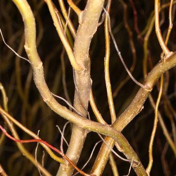 Salix alba Dart's Snake - White Willow