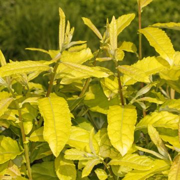 Salix caprea Ogon - Goat Willow