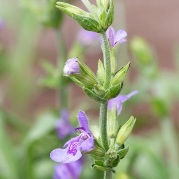 Salvia lavandulifolia - Sauge à feuilles de lavande