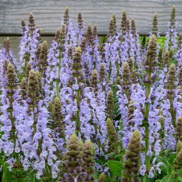 Salvia nemorosa Bumblesky - Woodland Sage