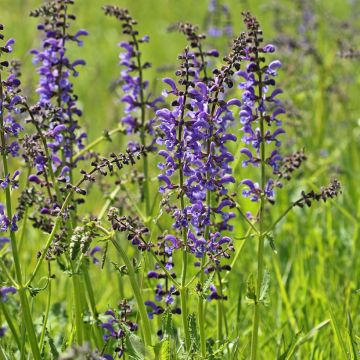 Salvia pratensis - Meadow Sage