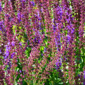 Salvia x sylvestris Dear Anja - Sauge Dear Anja